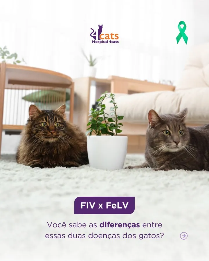 Hospital 4cats — Post FIV x FeLV — você sabe as diferenças entre essas duas doenças dos gatos?