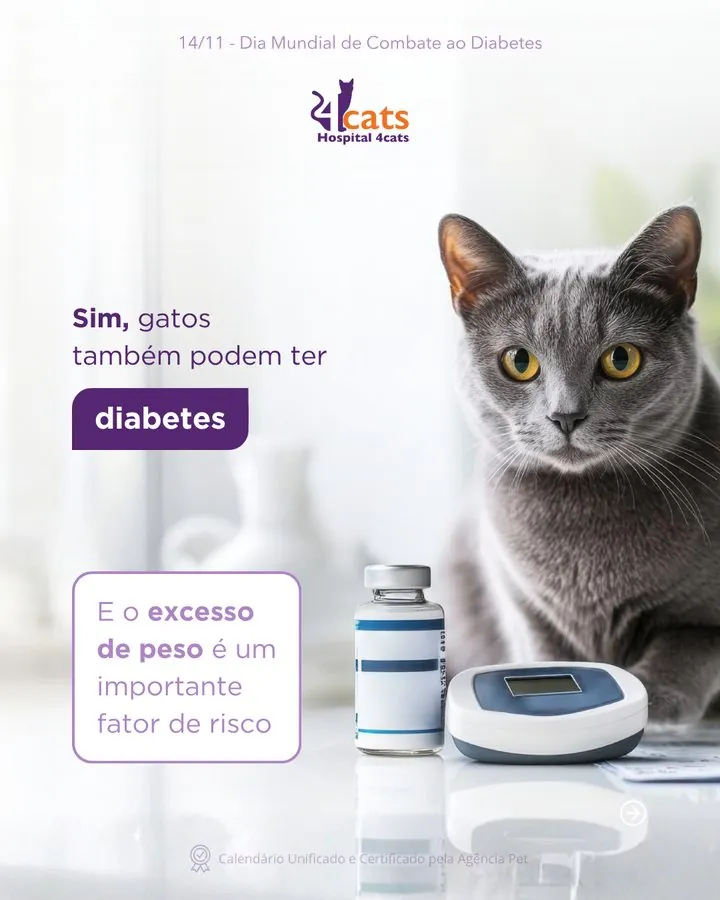 Hospital 4cats — Post do Dia Mundial de Combate ao Diabetes (14/11): gatos também podem ter diabetes