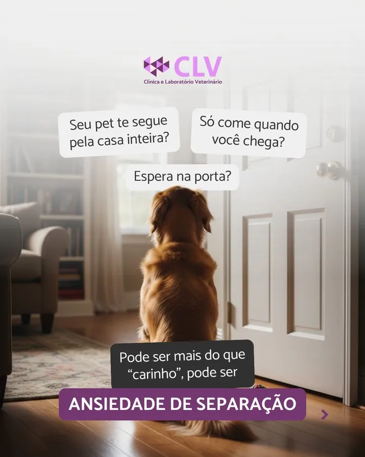 CLV — Post sobre ansiedade de separação em cães