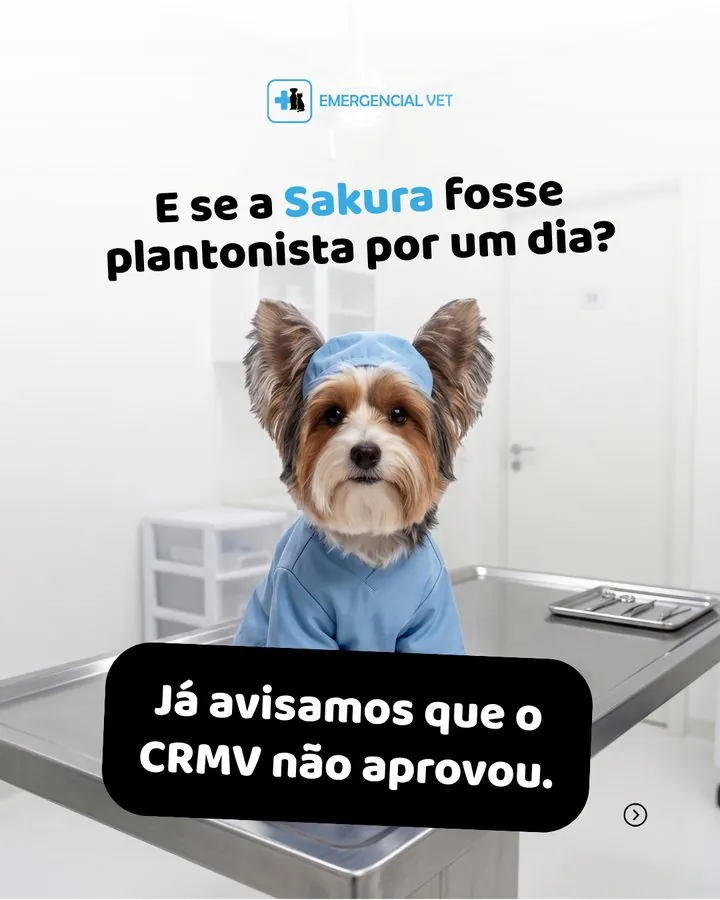 Emergencial Vet — Post: e se a Sakura fosse plantonista por um dia?