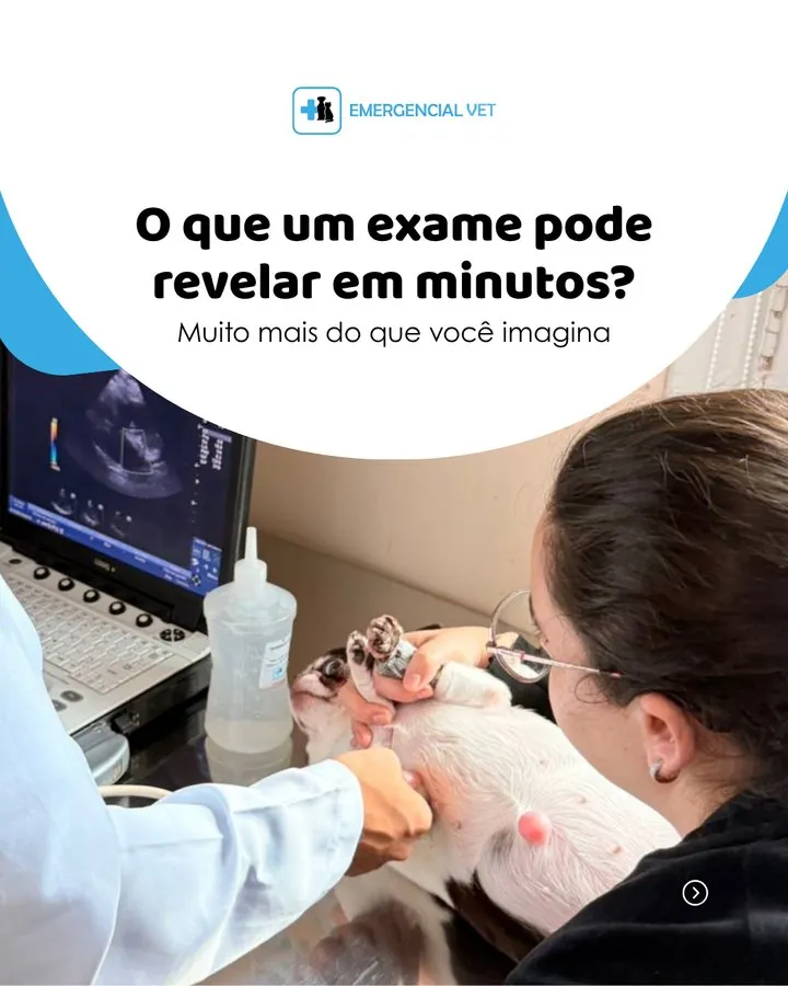 Emergencial Vet — Post: o que um exame pode revelar em minutos?