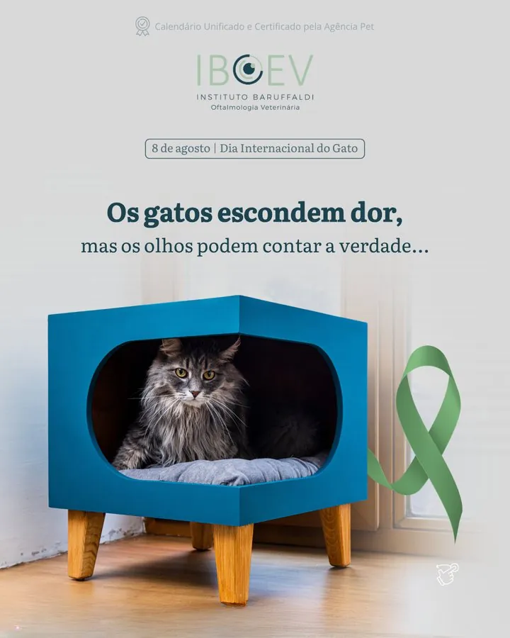 IBOEV — Post do Dia Internacional do Gato: os olhos podem contar a verdade