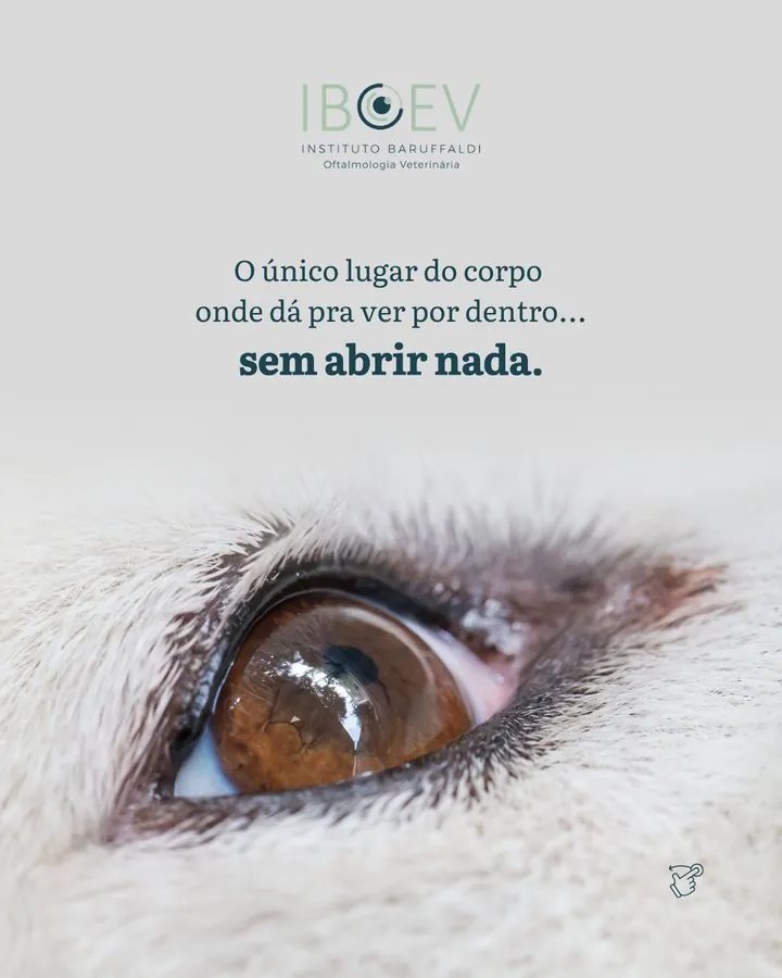 IBOEV — Post: o único lugar do corpo onde dá pra ver por dentro sem abrir nada