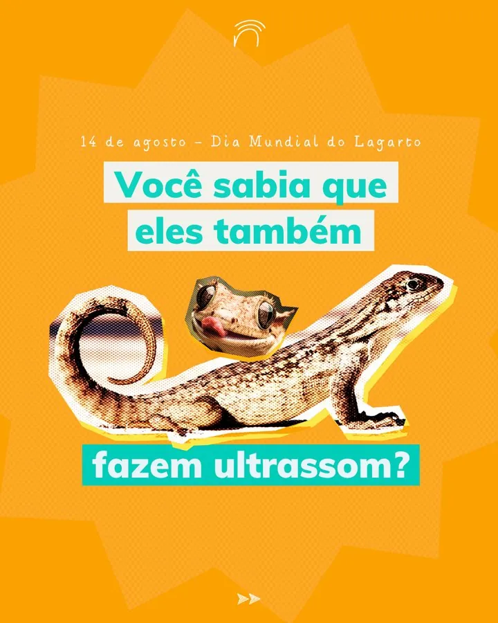 Naimagem — Post do Dia Mundial do Lagarto: eles também fazem ultrassom