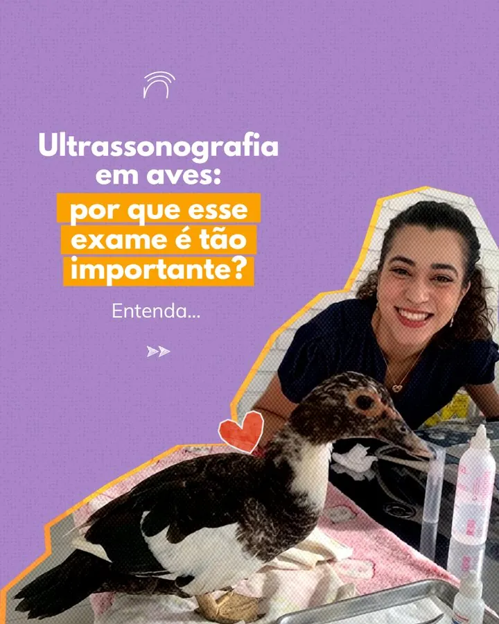 Naimagem — Post sobre ultrassonografia em aves