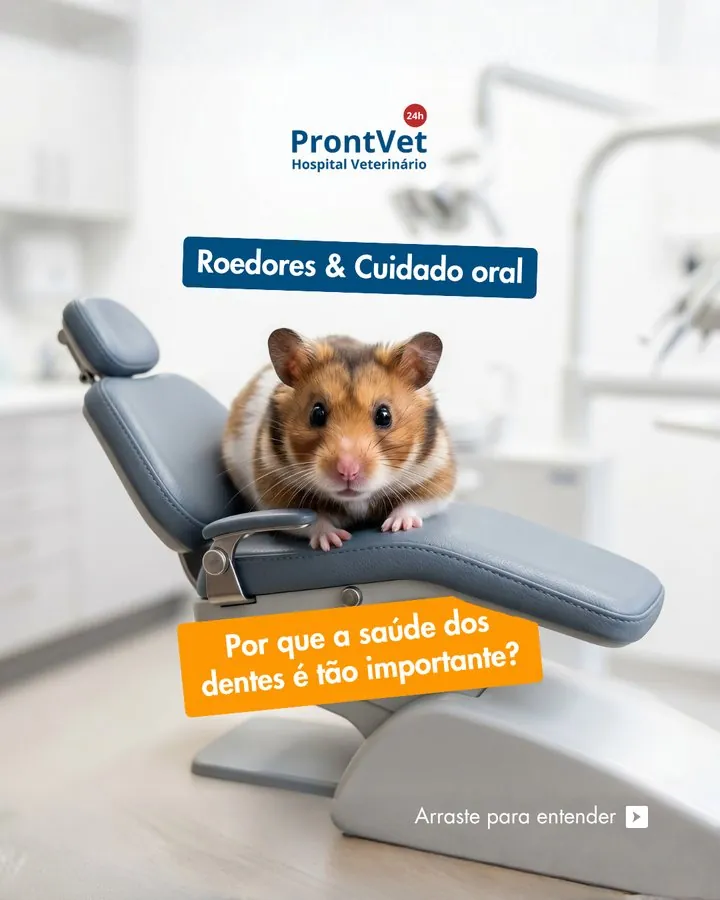 ProntVet — Post sobre roedores e cuidado oral