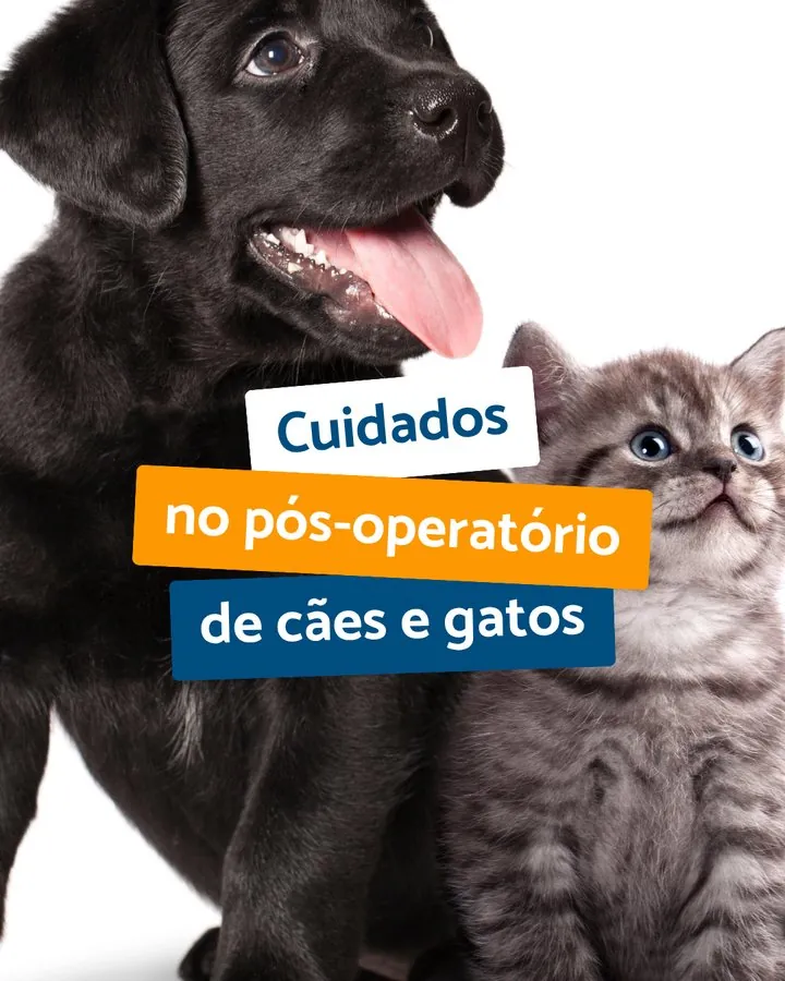 ProntVet — Post sobre cuidados no pós-operatório de cães e gatos