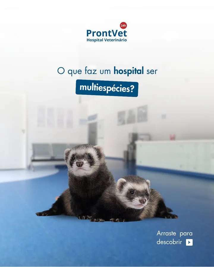 ProntVet — Post: o que faz um hospital ser multiespécies?